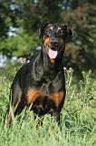 DOBERMANN 025